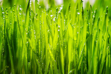Plakat Green grass with morning dew. Fresh green leaves grass with dew drops, close up