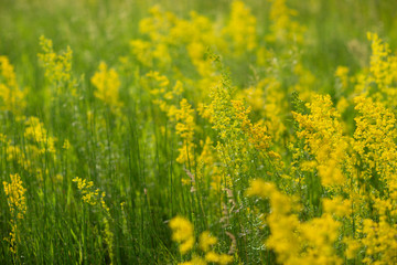 spring flowering meadows of wild grasses in the rays of the blinding hot sun