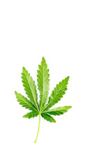 cannabis (Marijuana) leaf back view on a white isolated background
