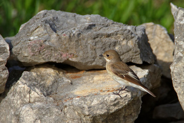 The spotted flycatcher, Muscicapa striata on the rock