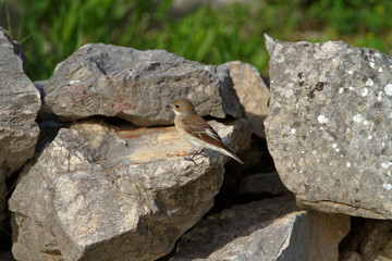 The spotted flycatcher, Muscicapa striata on the rock