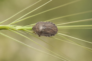 Eurigaster cf Austrian the sunn pest or corn bug brown insect with stripes that becomes a very serious pest in certain human cultures