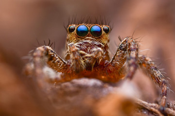 The beautiful eyes of the jumping spider