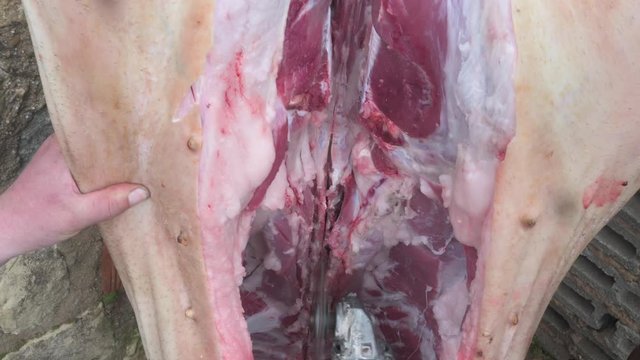 Man with a chainsaw cutting a pig