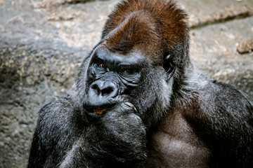 Esta fotografia la tome en un viaje al zoologico de Chicago. Y le tome la foto a este gorila con un 70-200 mm
