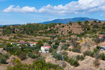Fototapeta na wymiar Valley with olive trees and rural houses. Cyprus