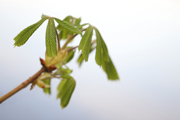 junge hellgrüne Blätter und Blüten am Zweig einer Kastanie, Hintergrund Himmel im Frühling