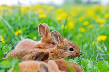 cute rabbits among spring green grass