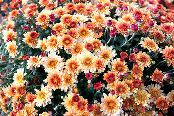 Yellow chrysanthemum flowers close-up.