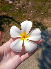 frangipani flower in hand