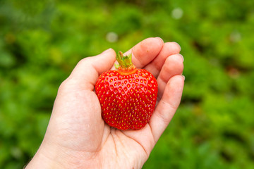 Hand holding fresh strawberry. Sharing fresh strawberry from the garden.