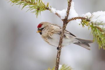 Common Redpoll