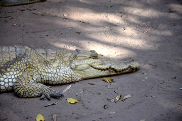 Old nile crocodile - Gambia