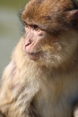 Affe mit tollen Augen