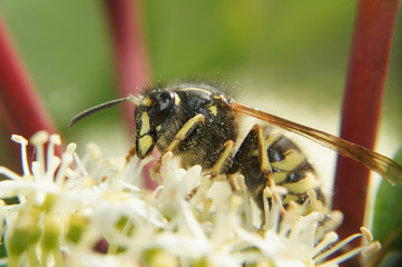 A bee collects pollen. Macro shot of an insect.