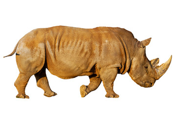 rhino isolated on white background