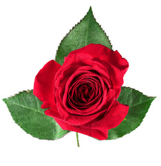 Red rose and leaves on a white background