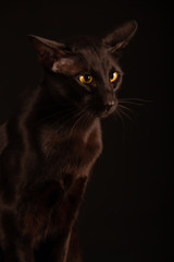 Beautiful black oriental cat isolated on black background