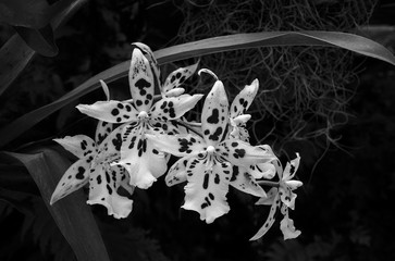 Black and  White images of orchid flowers