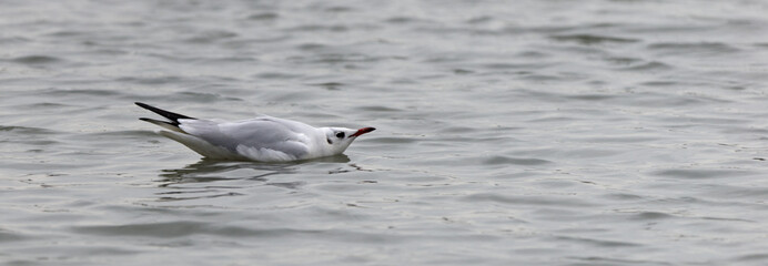 black headed gull winter on water
