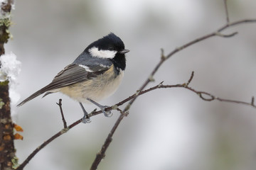 Fototapeta premium Coal tit