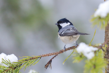 Obraz premium Coal tit