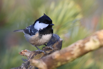 Coal tit