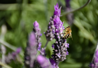 close up of a bee on a purple flowers of green lavender branch pollinating the plant and taking pollen in a spring day very sunny on a green background. Horizontal photo.