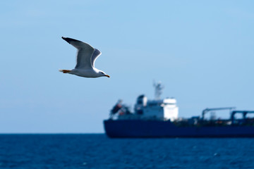 Fototapeta na wymiar Seagull above the sea