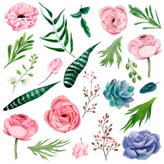 Watercolor botanical elements, hand drawn vector illustration