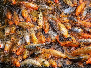 Koi in Hue Citadel Vietnam