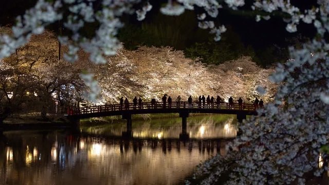 Hirosaki park cherry blossom matsuri festival light up at night. Beauty full bloom pink flowers in west moat Shunyo-bashi Bridge and lights illuminate. Aomori Prefecture, Tohoku Region, Japan