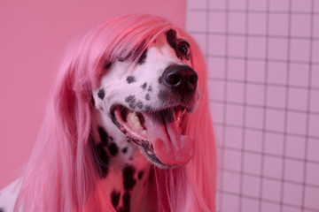 Portrait of dorable dalmatian lady dog in pink wig on pink background. Fashion party diva