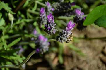 close up of a bee on a purple flowers of green lavender branch pollinating the plant and taking pollen in a spring day very sunny on a green background. Horizontal photo.