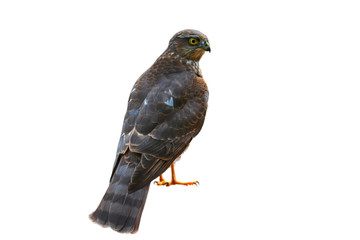 Eurasian sparrowhawk / northern sparrowhawk (Accipiter nisus) against white background