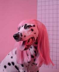 Portrait of dorable dalmatian lady dog in pink wig on pink background. Fashion party diva