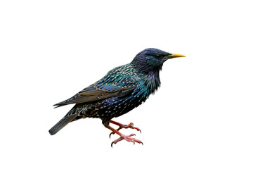 Common starling / European starling (Sturnus vulgaris) against white background - obrazy, fototapety, plakaty