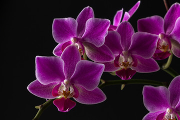 Blossoming tropical orchid on a black background.