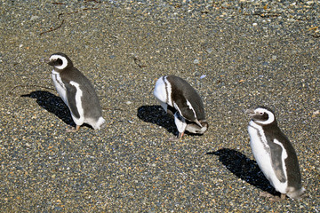 Penguins Relaxing in the Sunlight on Martillo Island, Ushuaia, Patagonia, Argentina, South America