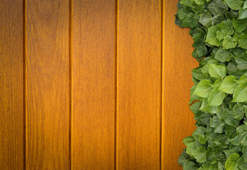 Wood planks covered by green leaves. Green ivy leaves climbing on wooden fence. Natural background texture.