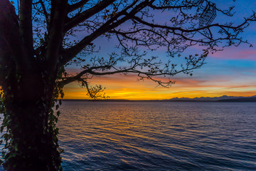 Tree And Sunset 2
