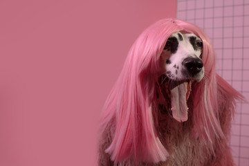 Cute yawning dalmatian dog portrait in pink wig. Fashion dog in pink coat. Pink background Copy...