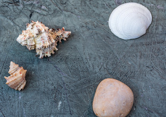 seashells on sand