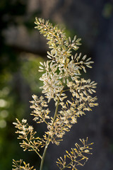 Close up shot of a white flower