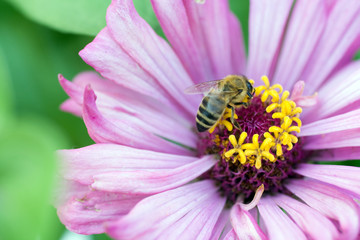Honeybee on a south african daisy