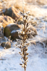 Dry stem of lupine with seed pods covered with frost