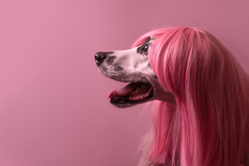 Dog profile side view. Dalmatian dog in pink wig. Pink background. Copy space