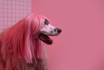 Dog profile side view. Dalmatian dog in pink wig. Pink background. Copy space