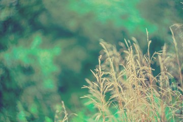 Obraz premium Abstraction in nature with dry grass.