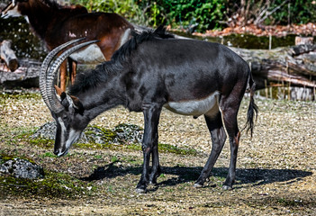 Sable antelope male. Latin name - Hippotragus niger	